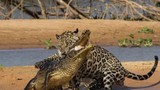  Ngưỡng mộ chiến thuật săn cá sấu khổng lồ của báo đốm châu Mỹ 