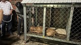Chó pitbull cắn chết người: Chủ nuôi là con nạn nhân…xử sao?