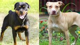 Đề xuất cấm nuôi chó dữ: Pitbull, Becgie, Rottweiler… loài nào nên cấm?