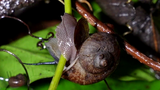 Nông dân Tây Ninh hốt bạc nhờ nuôi loài ốc thơm mùi thuốc Nam