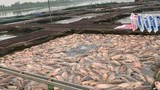 Hải Dương: Rà soát nguồn thải, tìm nguyên nhân 300 tấn cá lồng chết