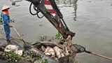 Cá chết trôi tràn ngập sông Sặt, máy xúc được điều trục vớt
