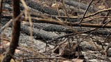 Công an làm việc với 4 nghi can gây cháy rừng ở Nghệ An