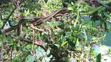 Hàng trăm con rắn lục đuôi đỏ ngụy trang trên cây