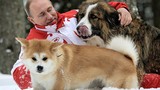 Không ngờ Tổng thống Nga Putin yêu quý loài chó thế này!