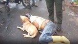Video: Chú chó trung thành quyết bảo vệ chủ say xỉn nằm giữa đường 