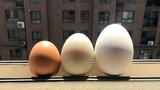 Dinh dưỡng của trứng gà, trứng vịt và trứng ngỗng có gì khác nhau?