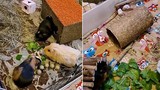 Anh chàng tạo hang khổng lồ nuôi 5 chú chuột lang trong nhà