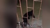 Video: Bật cười khoảnh khắc mèo giúp cún trèo qua song sắt vào nhà