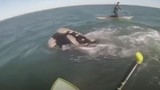 Video: Cá voi quật ngã vận động viên chèo ván