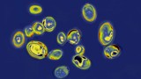 Mỹ, Trung Quốc gia tăng số ca nhiễm loại nấm có nguy cơ gây tử vong