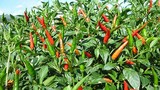 Loại lá mọc đầy vườn là kho canxi, giúp dưỡng gan, bổ tim
