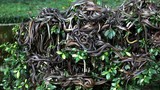 Hòn đảo không người ở, có hơn 400.000 con rắn độc