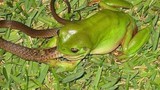 Cận cảnh ếch nguy hiểm nhất TG “xơi tái” rắn