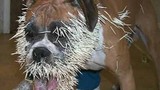 Kinh hoàng chó bị hàng trăm "mũi tên" găm đầy mặt