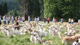 Kỷ lục của 222 chú chó lông vàng tuyệt đẹp