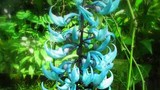  Những “kỳ hoa dị thảo” quái lạ nhất thế giới (3)