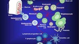 Những điều đáng ngạc nhiên về hệ miễn dịch