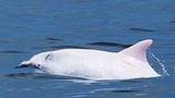 Ngắm cá voi bạch tạng cực hiếm trên thế giới