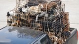 Hình ảnh hiếm về nạn buôn chó từ Thái sang Việt Nam