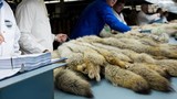 Hình ảnh kinh hoàng trong xưởng sản xuất lông thú hoang
