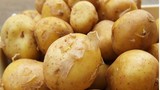 Hình ảnh thu hoạch khoai tây “đại gia” 15 triệu/kg