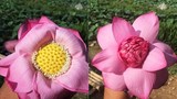 Cách phân biệt hoa sen để tránh mua hớ hoa quỳ