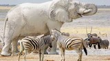 Thực hư chuyện voi bạch tạng lộ diện ở châu Phi