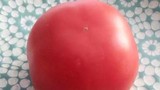 Kinh hãi cà chua Trung Quốc để 79 ngày không hỏng