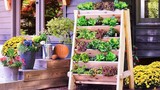 Những ý tưởng trồng vườn rau xanh mini trong nhà