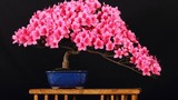 Những chậu hoa bonsai đẹp ngất ngây
