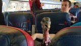 Hành khách chơi ngông mua vé cho gà đi máy bay