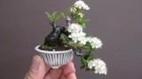 Top 10 cây bonsai nhỏ nhất thế giới