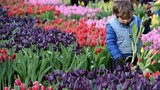 Mê mẩn vườn hoa tulip siêu khủng