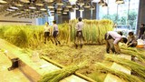 Choáng tòa nhà văn phòng trồng lúa, trồng rau bên trong