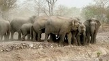 Đàn voi rừng giận dữ lao về hồ nước tàn phá tan hoang 