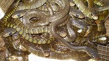 Phát hoảng hàng trăm con rắn trườn khắp sàn nhà giữa đêm 