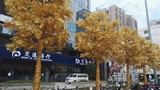Kinh ngạc hàng cây dát vàng trồng trước cửa Ngân hàng Trung Quốc