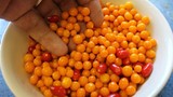 Tận mục cảnh thu hoạch loại ớt tròn đắt nhất thế giới