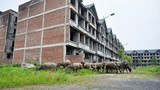Những biệt thự, resort bỏ hoang thành nơi chăn thả gia súc