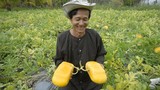 Những trang trại hoa quả “hái ra tiền” của lão nông Việt
