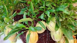 Muôn loại hoa quả cảnh độc đáo đón Tết Đinh Dậu 2017