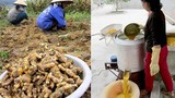Nghề trồng và chế biến tinh bột nghệ thu nhập khủng ở Nghệ An