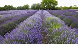  Mê mẩn giữa cánh đồng hoa tại lễ hội Lavender 