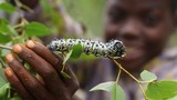 Kinh dị món sâu bướm Mopane, đặc sản được ưa chuộng ở Zimbabwe