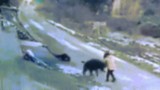 Video: Lợn rừng đến tận nhà tấn công, người đàn ông thiệt mạng