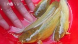 Nam Định: Đã mắt ngắm đàn cá vàng như nghệ, thu trăm triệu/năm