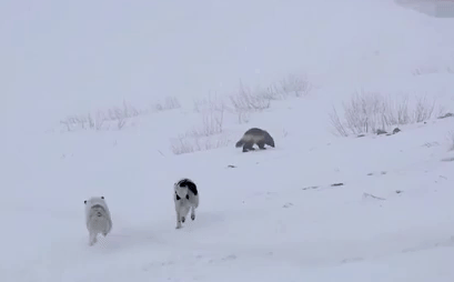 Video: Chồn sói kịch chiến chó nhà giữa trời tuyết trắng xóa và kết cục bất ngờ