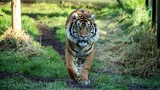 Làm quen không thành, hổ giết luôn bạn tình được sở thú "sắp đặt"