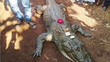 video: Kinh hãi cảnh đàn cá sấu háu ăn vây quanh người đàn ông